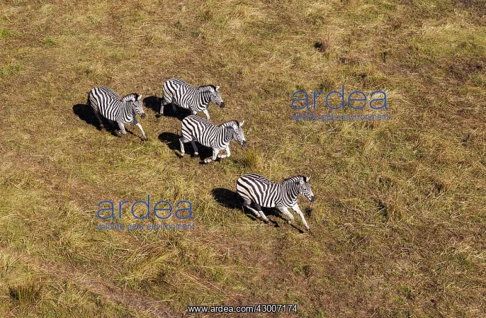 : Plains / Common / Burchell's Zebra running aerial view : Plains / Common / Burchell's Zebra running aerial view