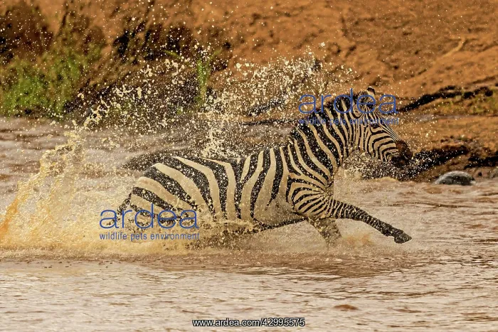 : Plains Common Burchell's Zebra running across Mara river : Plains Common Burchell's Zebra running across Mara river
