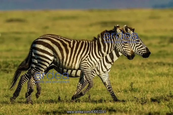 : Plains / Common / Burchell's Zebras running : Plains / Common / Burchell's Zebras running