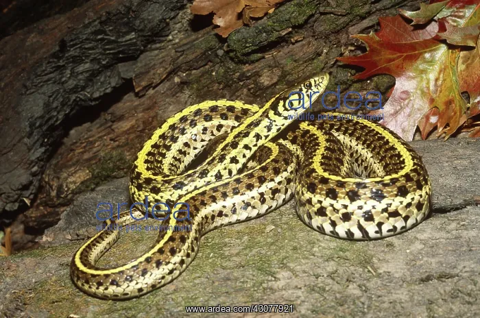 : Plains Garter Snake : Plains Garter Snake