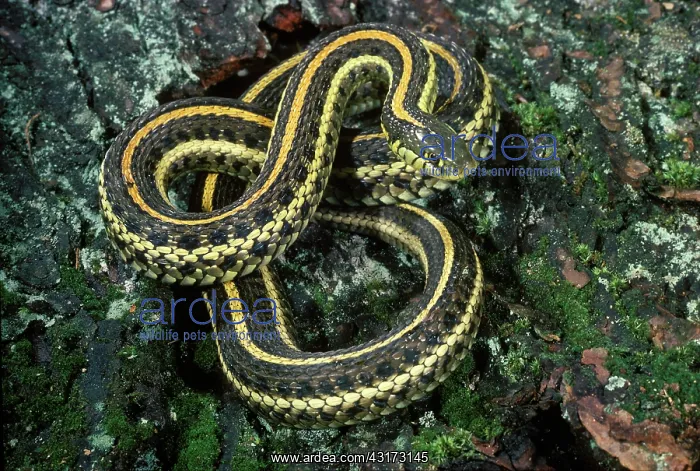 : Plains Gartersnake : Plains Gartersnake