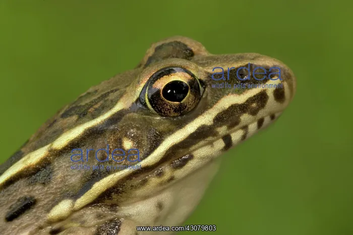  : Plains Leopard Frog