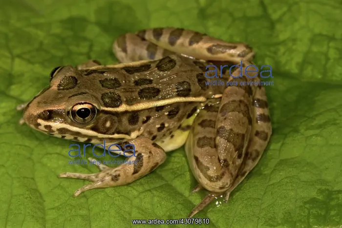 : Plains Leopard Frog : Plains Leopard Frog