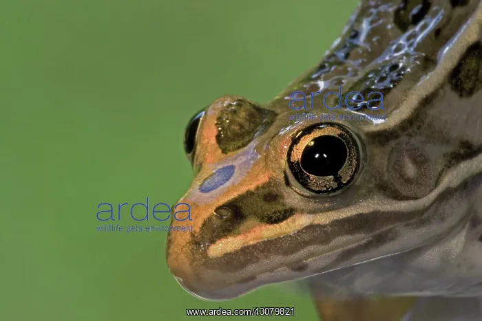 : Plains Leopard Frog : Plains Leopard Frog