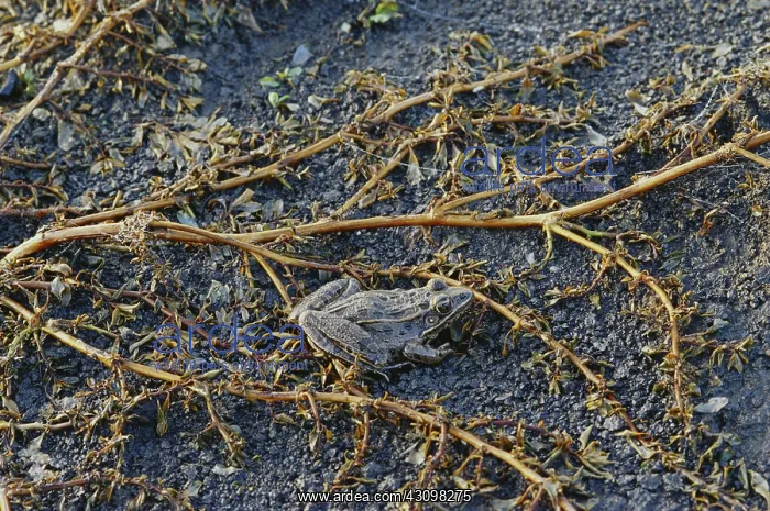 : Plains Leopard Frog : Plains Leopard Frog