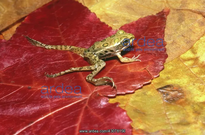 : Plains Leopard Frog with Extra Legs : Plains Leopard Frog with Extra Legs