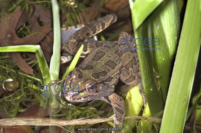 : Plains Leopard Frog (Rana blairii) : Plains Leopard Frog (Rana blairii)