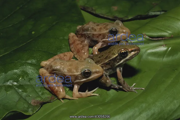 : Plains Leopard Frogs : Plains Leopard Frogs