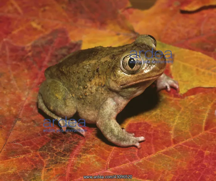 : Plains Spadefoot : Plains Spadefoot