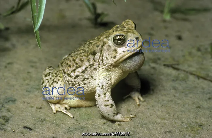 : Plains Spadefoot Toad : Plains Spadefoot Toad