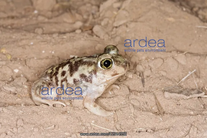 : Plains Spadefoot Toad - series of images showing : Plains Spadefoot Toad - series of images showing