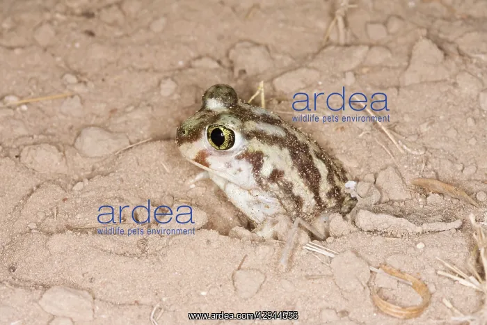 : Plains Spadefoot Toad - series of images showing : Plains Spadefoot Toad - series of images showing