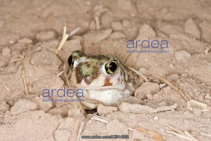 : Plains Spadefoot Toad - Series of images showing : Plains Spadefoot Toad - Series of images showing