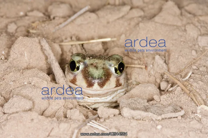  : Plains Spadefoot Toad, Series of images showing