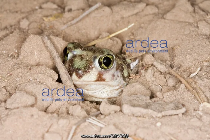 : Plains Spadefoot Toad, series of images showing : Plains Spadefoot Toad, series of images showing