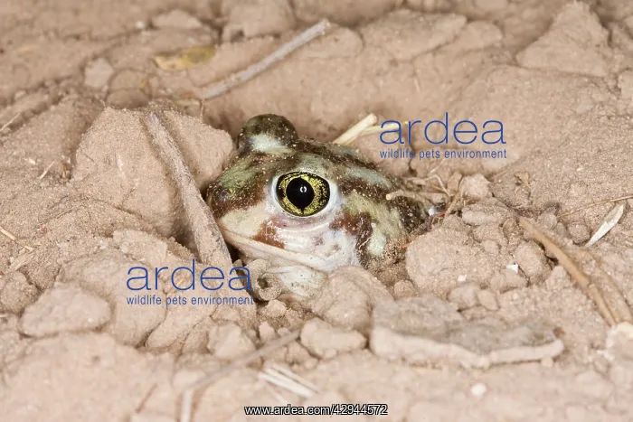 : Plains Spadefoot Toad - series of images showing : Plains Spadefoot Toad - series of images showing