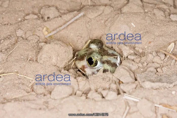 : Plains Spadefoot Toad - series of images showing : Plains Spadefoot Toad - series of images showing