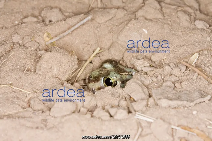 : Plains Spadefoot Toad - series of images showing : Plains Spadefoot Toad - series of images showing