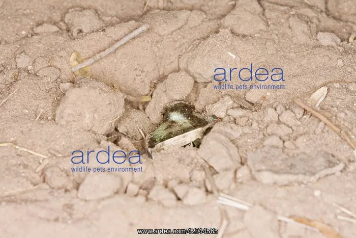 : Plains Spadefoot Toad - series of images showing : Plains Spadefoot Toad - series of images showing