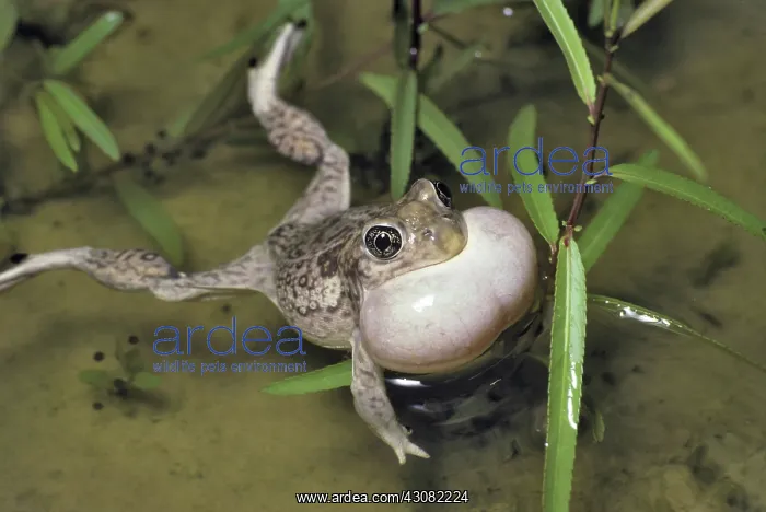 : Plains Spadefoot Toad Singing : Plains Spadefoot Toad Singing