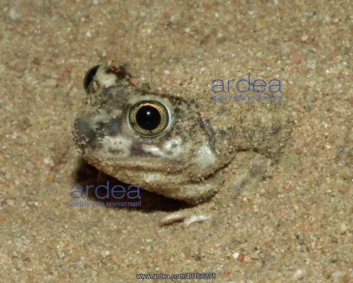 : Plains Spadefoot Toad (Spea bombifrons) : Plains Spadefoot Toad (Spea bombifrons)