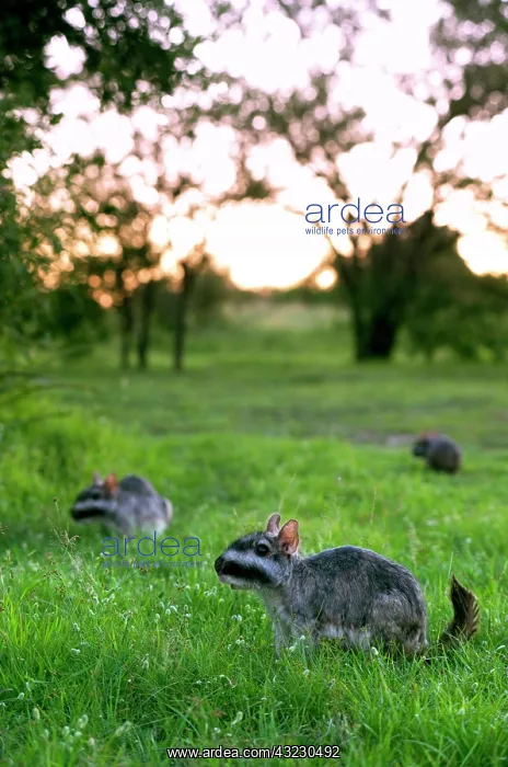 : Plains Viscacha or plains vizcacha (Lagostomus : Plains Viscacha or plains vizcacha (Lagostomus