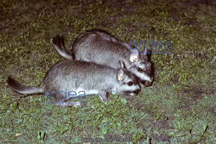 : Plains Viscacha (Vizcacha) : Plains Viscacha (Vizcacha)