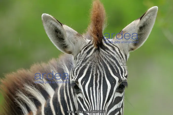 : Plains Zebra : Plains Zebra