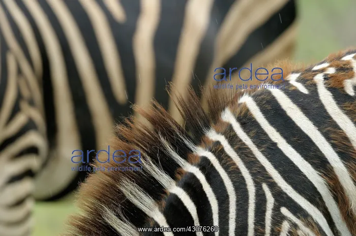 : Plains Zebra : Plains Zebra