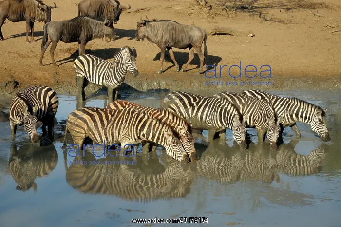 : Plains Zebra : Plains Zebra
