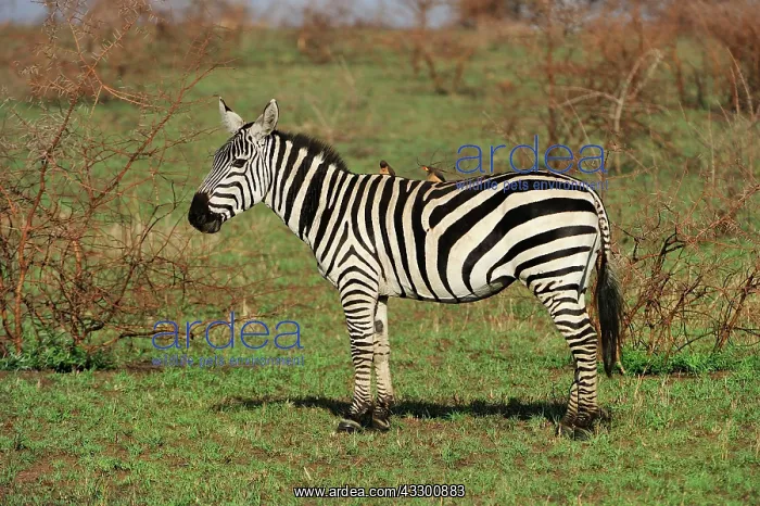  : Plains Zebra  /  Cmmon Zebra  /  Burchell's Zebra -
