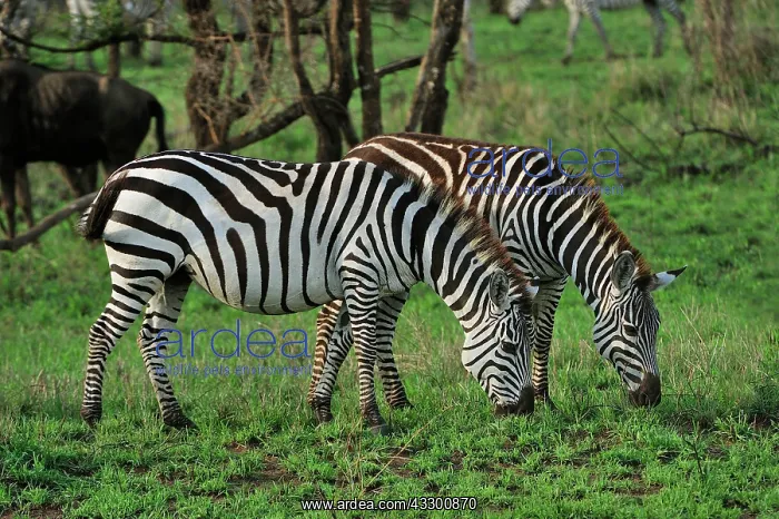 : Plains Zebra / Cmmon Zebra / Burchell's Zebra Serengeti : Plains Zebra / Cmmon Zebra / Burchell's Zebra Serengeti