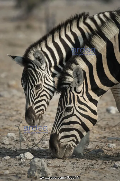 : Plains Zebra (Equus burchelli), mare with young : Plains Zebra (Equus burchelli), mare with young