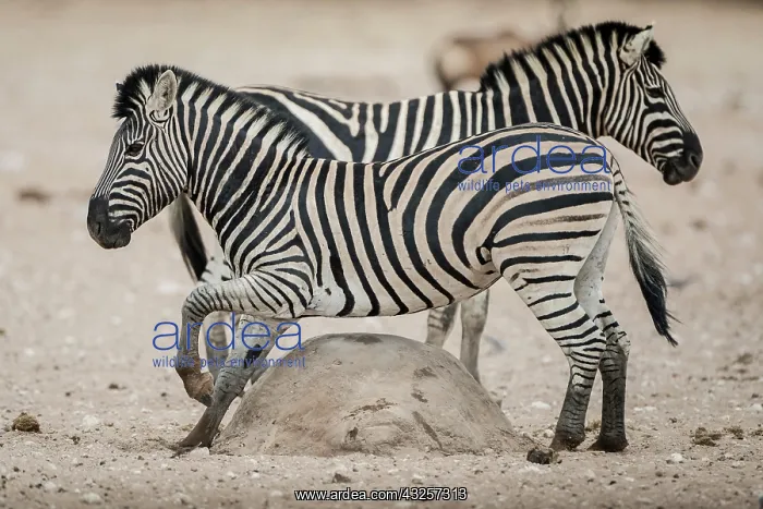 : A plains zebra (Equus burchelli) rubs its belly : A plains zebra (Equus burchelli) rubs its belly