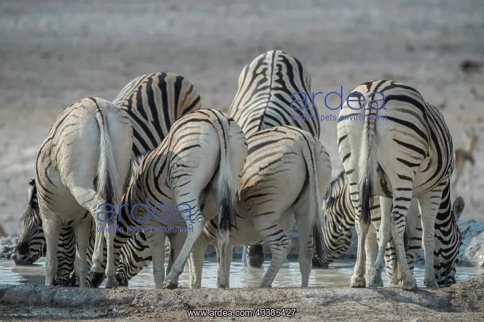 : Plains zebra (Equus burchelli) at a waterhole, Etosha : Plains zebra (Equus burchelli) at a waterhole, Etosha
