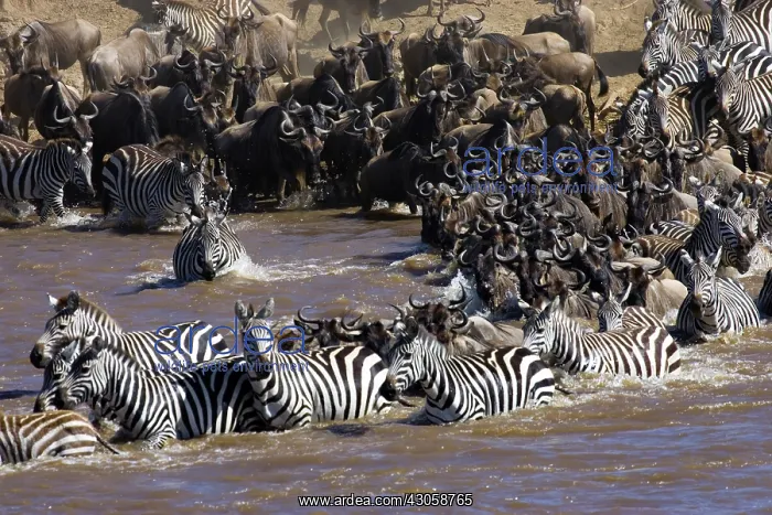 : Plains Zebra (Equus quagga) and Blue Wildebeest : Plains Zebra (Equus quagga) and Blue Wildebeest