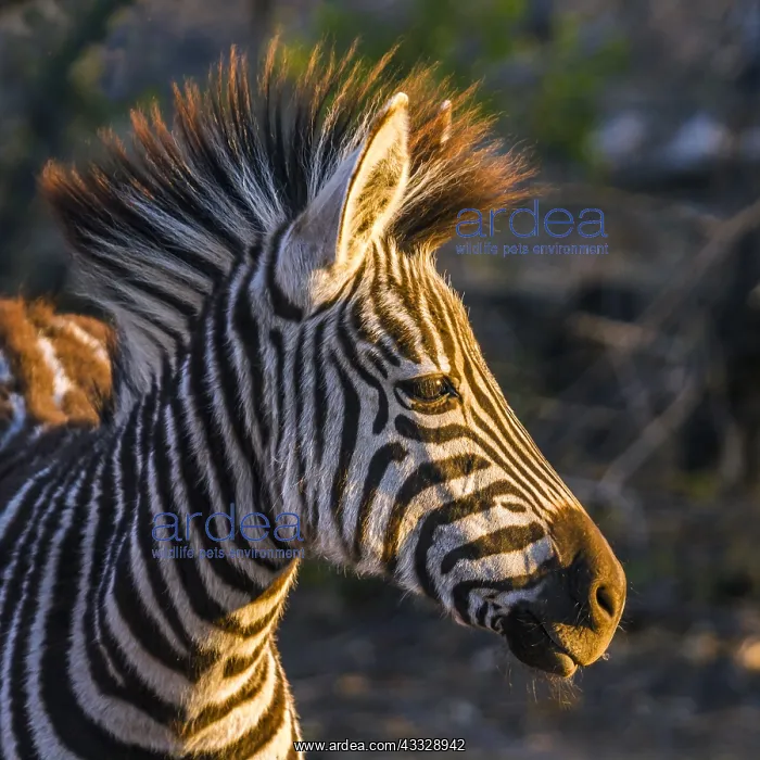 : Plains zebra (Equus quagga burchellii) in Kruger : Plains zebra (Equus quagga burchellii) in Kruger
