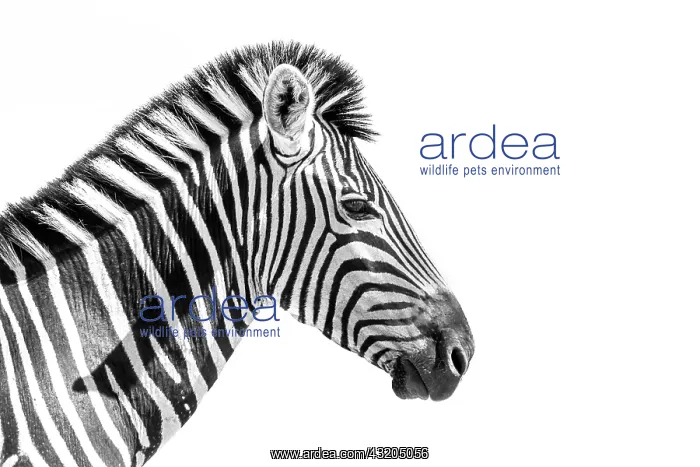 : Plains zebra (Equus quagga burchellii) portrait : Plains zebra (Equus quagga burchellii) portrait