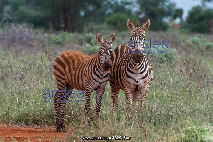: Plains zebra (Equus quagga) and calf, Tsavo, Kenya : Plains zebra (Equus quagga) and calf, Tsavo, Kenya