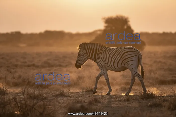 : Plains zebra (Equus quagga), in dry savannah : Plains zebra (Equus quagga), in dry savannah