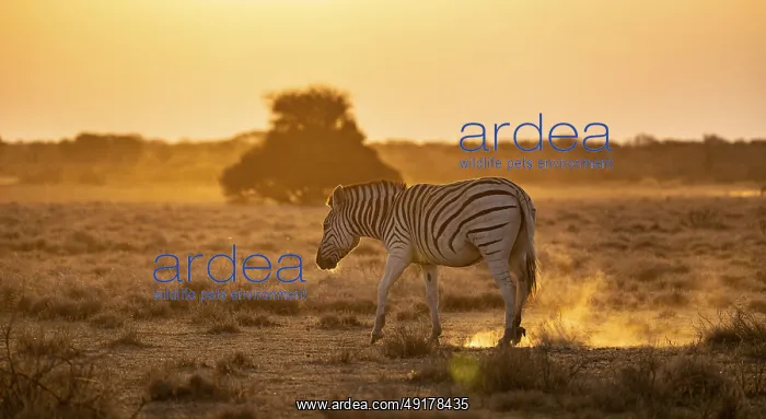 : Plains zebra (Equus quagga), in dry savannah : Plains zebra (Equus quagga), in dry savannah