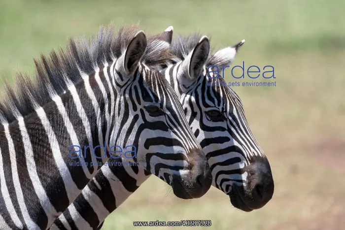 : Plains zebra (Equus quagga) or horse zebra, 2 mares : Plains zebra (Equus quagga) or horse zebra, 2 mares