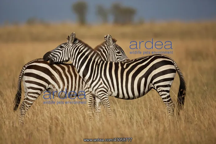 : Plains Zebra (Equus quagga) pair grooming : Plains Zebra (Equus quagga) pair grooming
