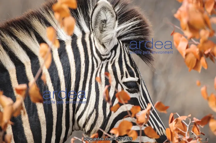 : Plains Zebra (Equus quagga) portrait behind dry : Plains Zebra (Equus quagga) portrait behind dry
