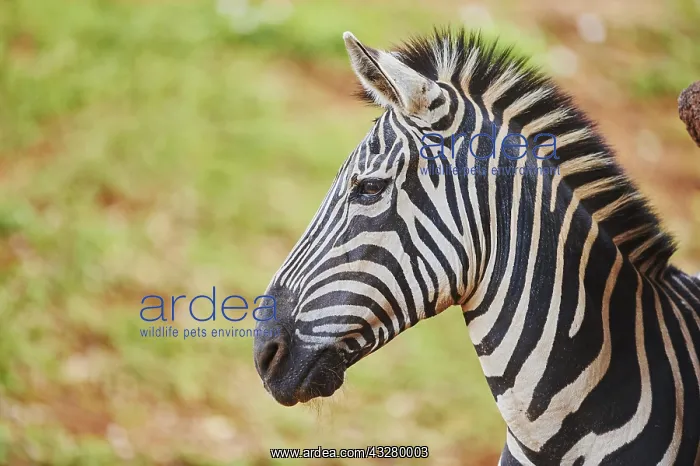 : Plains zebra (Equus quagga) in savanna, captive : Plains zebra (Equus quagga) in savanna, captive