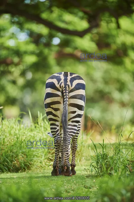 : Plains zebra (Equus quagga) in savanna, captive : Plains zebra (Equus quagga) in savanna, captive