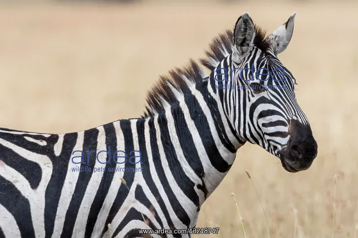 : Plains zebra (Equus quagga), Seronera, Serengeti : Plains zebra (Equus quagga), Seronera, Serengeti