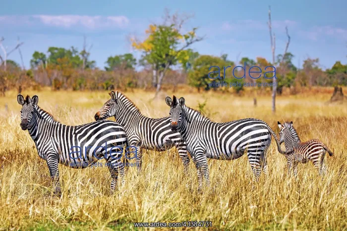 : Plains zebra (Equus quagga), South Luangwa National : Plains zebra (Equus quagga), South Luangwa National