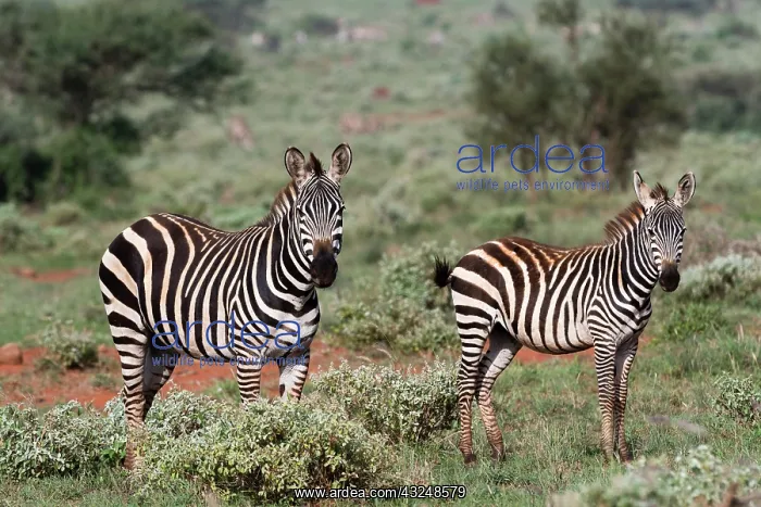 : Plains zebra, Equus quagga, Tsavo, Kenya : Plains zebra, Equus quagga, Tsavo, Kenya