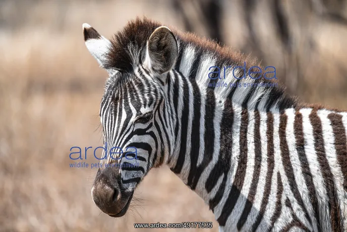 : Plains zebra (Equus quagga), young animal : Plains zebra (Equus quagga), young animal